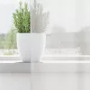 2 db fehér fátyolfüggönyök rojtokkal